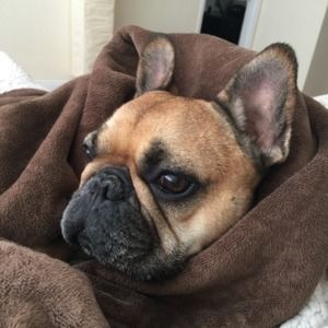 Meet your Posher, Gus
